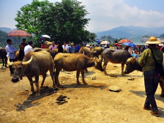 Sapa 3 Days 4 Nights Tour from Hanoi - Private tour - 25% off