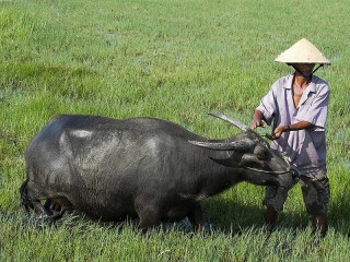 Hoi An Farming - Fishing - Cooking Private Day tour - 20% off
