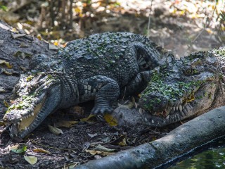 Phnom Penh - Tonle Bati - Phnom Tamao Zoo Day Tour - Private tour