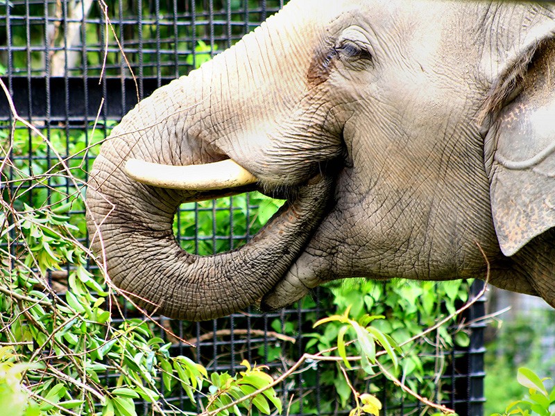 Phnom Penh - Tonle Bati - Phnom Tamao Zoo Day Tour - Private tour